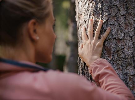 ATIRA - The bark beetle: a tree-devouring insect