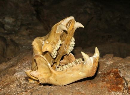 Nella grotta dell’orso - Conturines, lo spettacolo della caverna