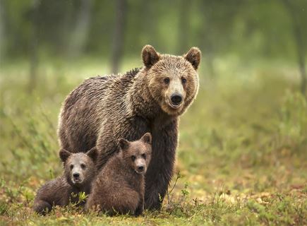 Presentaziun - Book launch: Can humans and bears live together?