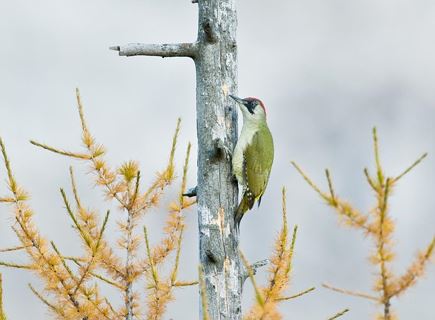 Roda Salvaria: trova gli animali selvatici